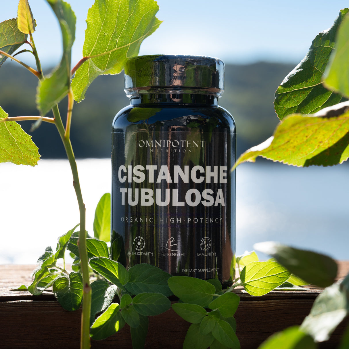 Cistanche Tubulosa Extract